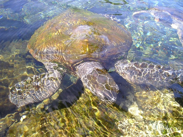 turtle-54_1280